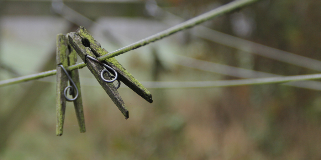 Wax Sister / Bone Sister. Photo by Janko Sebök on Unsplash