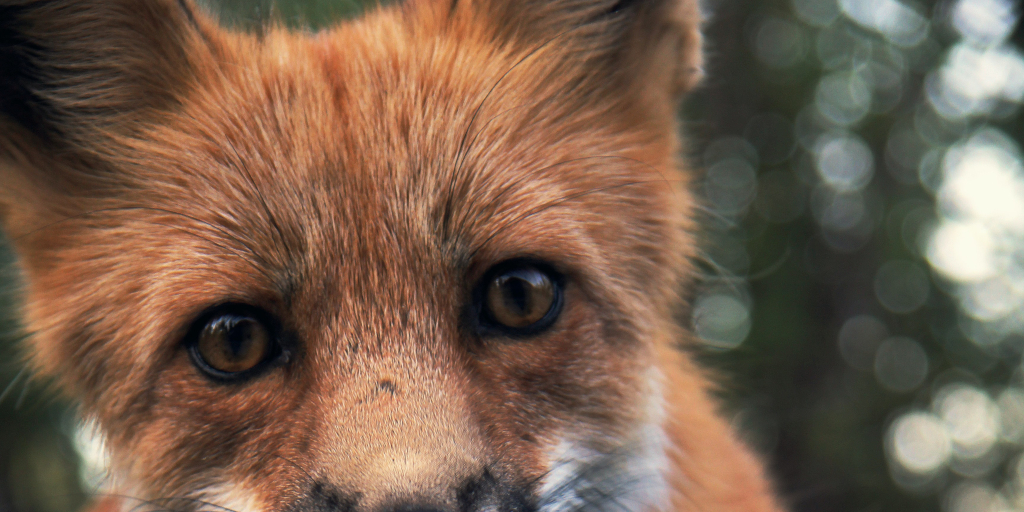 Fox Masks. Photo by Sunyu on Unsplash