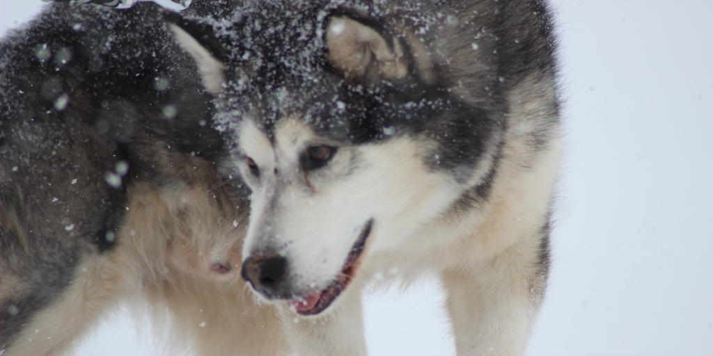 Nothing Will Grow. Photo by Benjamin Brunner on Unsplash. Shows Alaskan Malamute in snow.