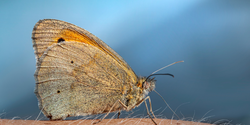 Meadow Brown. Photo by Erik Karits on Unsplash. Shows Meadow Brown butterfly on a person's arm.
